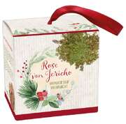 Wunder der Weihnacht - Rose von Jericho Wunder der Weihnacht - Rose von Jericho