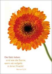 Postkartenserie Gerbera - 12 Stück Postkartenserie Gerbera - 12 Stück