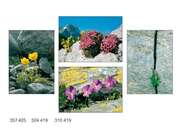 Kleinkärtchenserie Blumen zwischen Steinen, 12 Stück