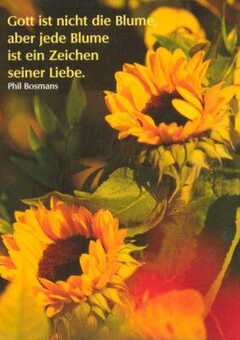 Postkarten: Gott ist nicht die Blume, 12 Stück