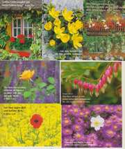 Kleinkärtchenserie Blumen, 50 Stück Kleinkärtchenserie Blumen, 50 Stück